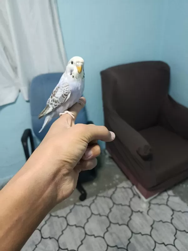 Sağlıklı Yavru Muhabbet Kuşu