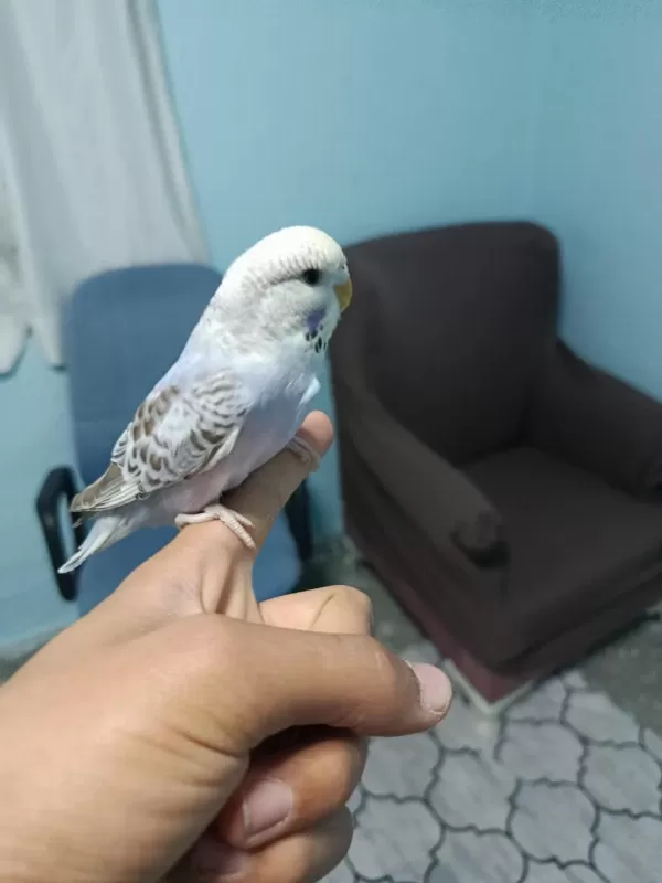 Sağlıklı Yavru Muhabbet Kuşu