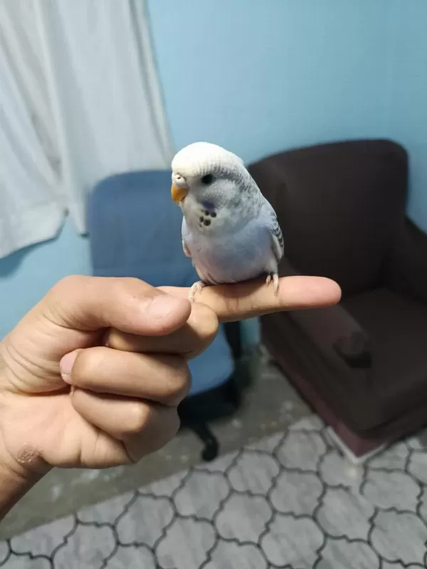 Sağlıklı Yavru Muhabbet Kuşu