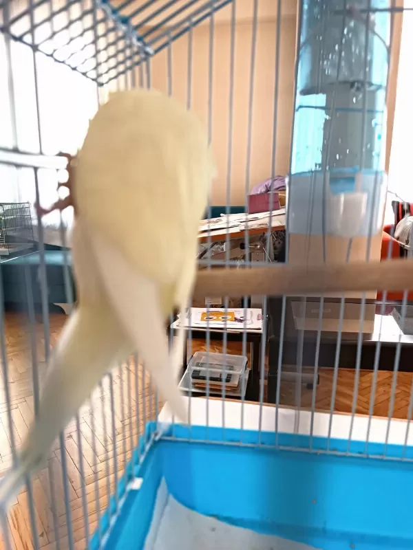 Yeni Yeme Düşen Cremio Show Erkek Muhabbet Kuşu