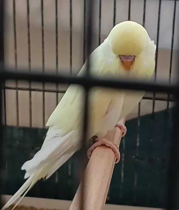Yeni Yeme Düşen Cremio Show Erkek Muhabbet Kuşu