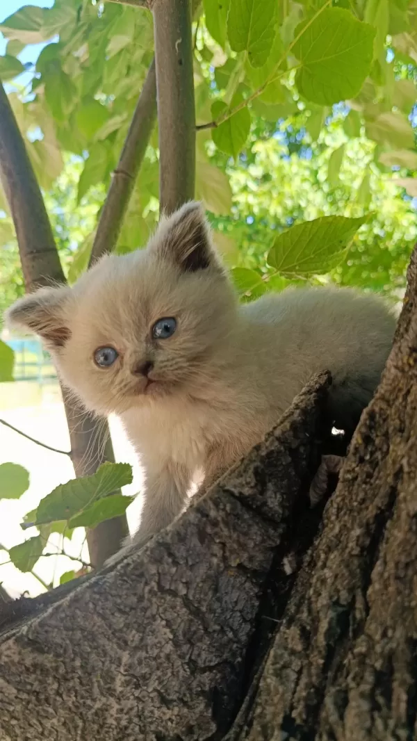 Orjinal Yavru British Shorthair Blue Point Erkek