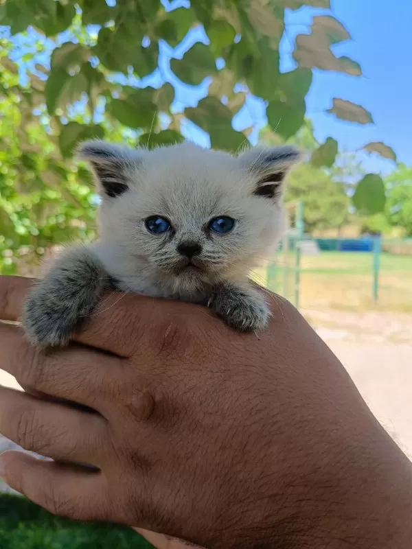 Orjinal Yavru British Shorthair Blue Point Erkek