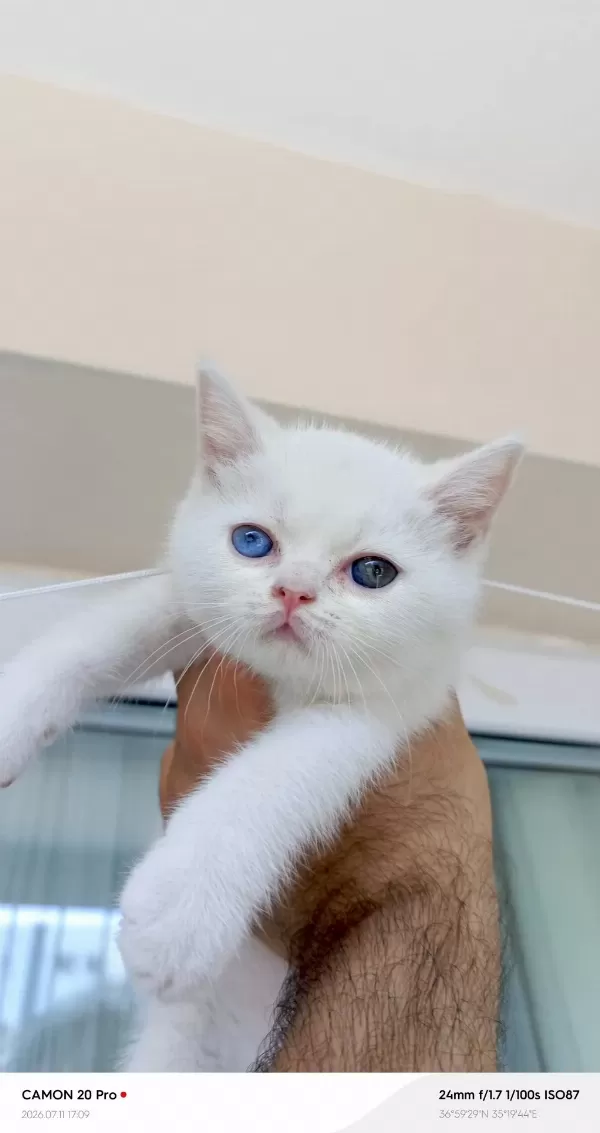 Odd Eyes Dişi British Shorthair