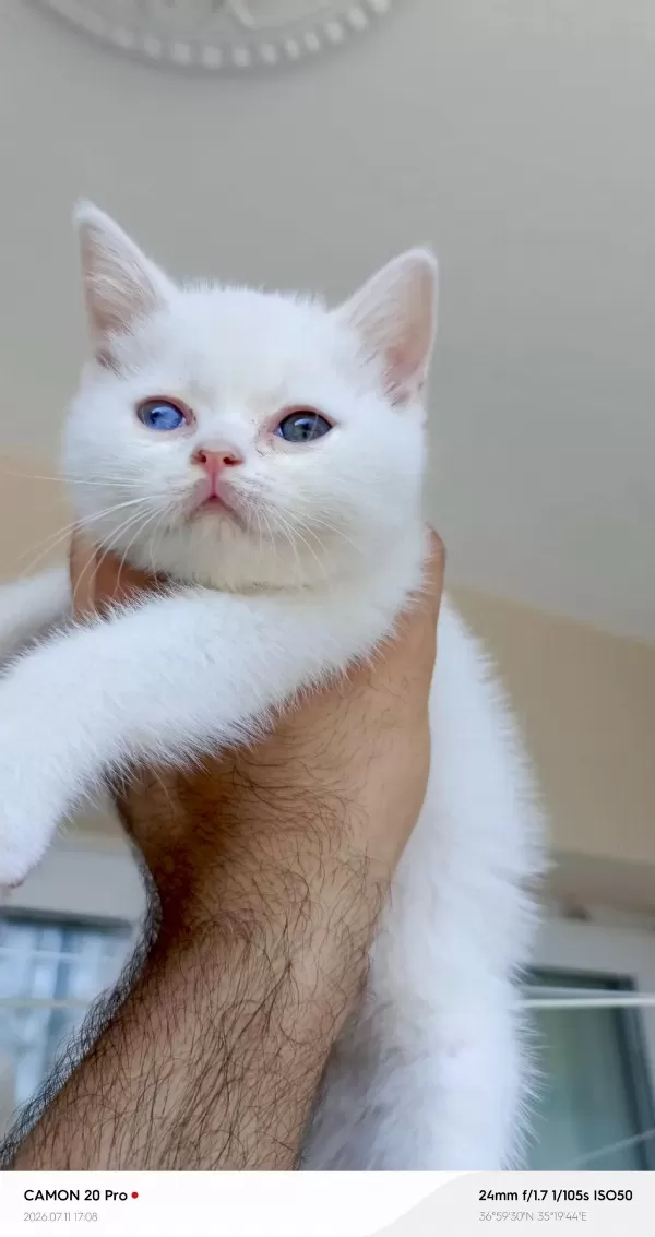 Odd Eyes Dişi British Shorthair
