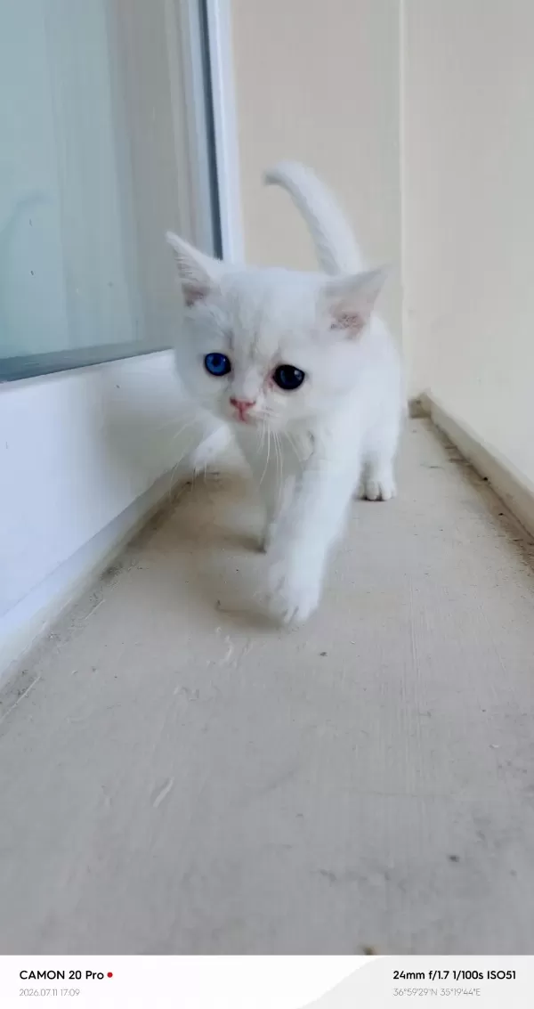 Odd Eyes Dişi British Shorthair
