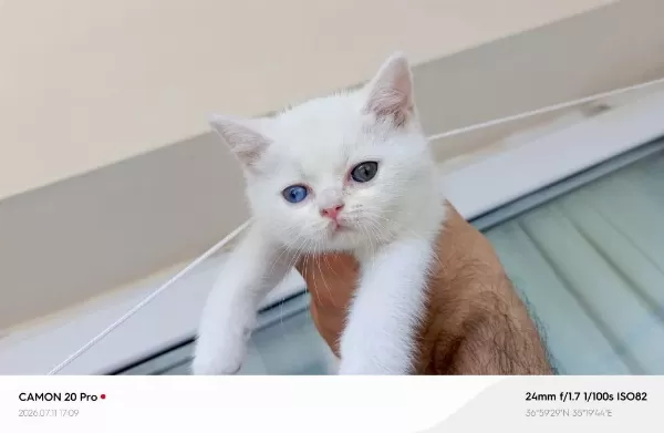 Odd Eyes Dişi British Shorthair