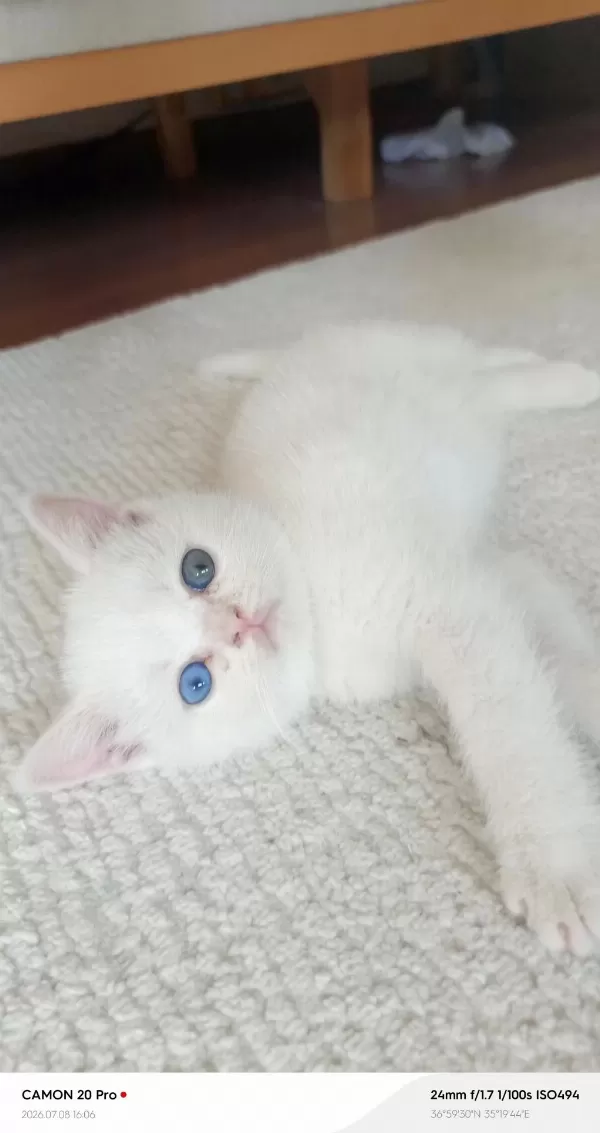 Odd Eyes Dişi British Shorthair