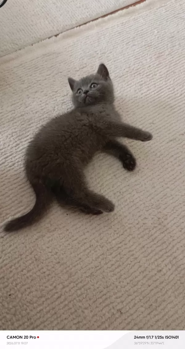 Erkek British Shorthair