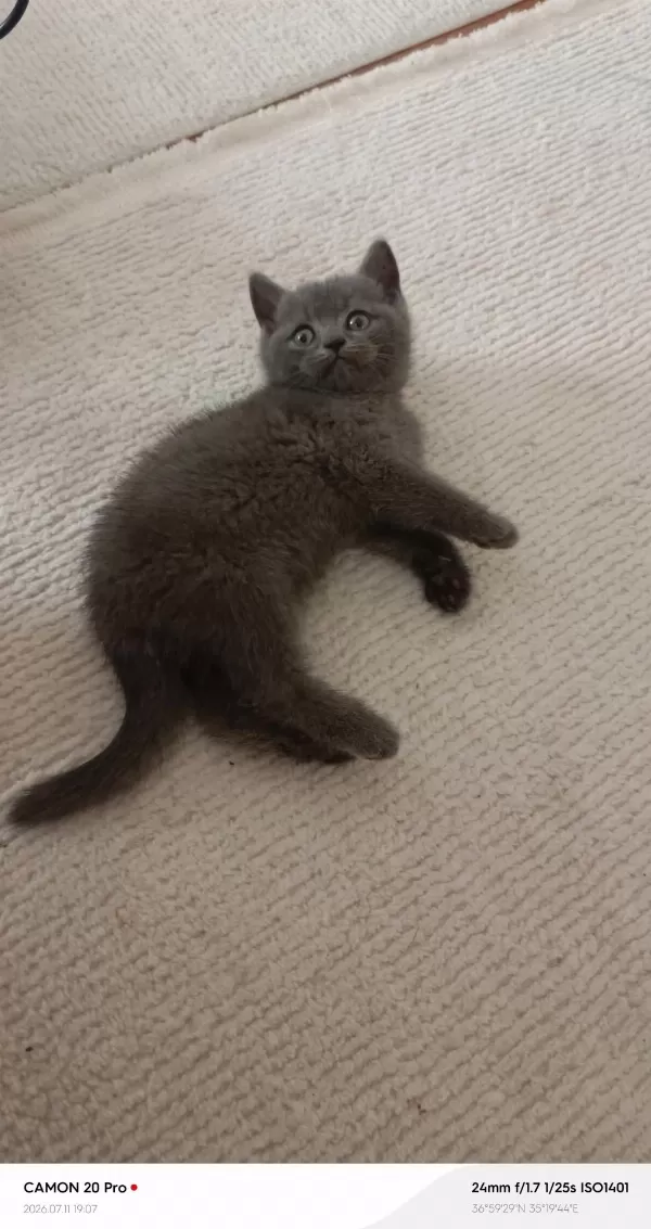 Erkek British Shorthair