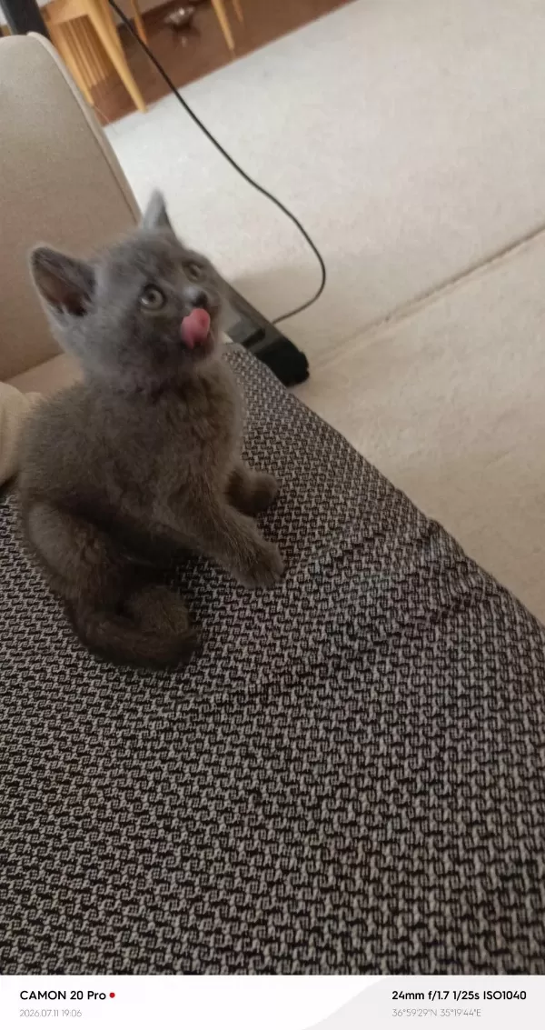 Erkek British Shorthair