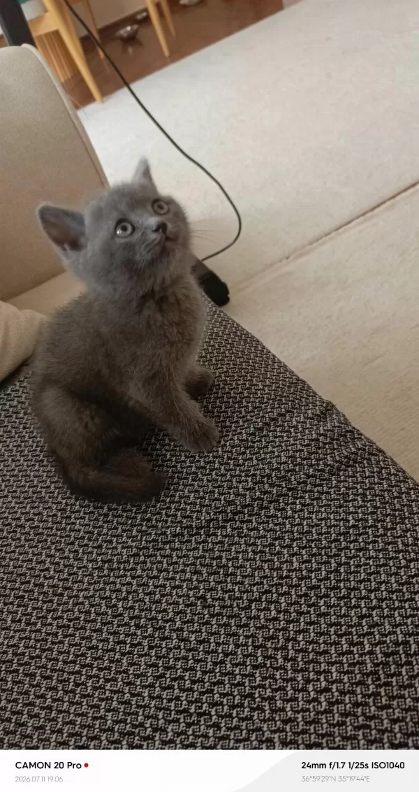 Erkek British Shorthair