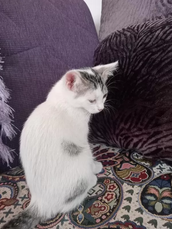 Kedimiz Bulut Oğlumuza Yuva Ariyoruz