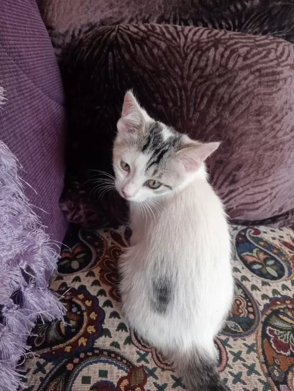 Kedimiz Bulut Oğlumuza Yuva Ariyoruz