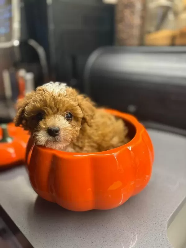 Maltipoo Can Dostlar Orijinal