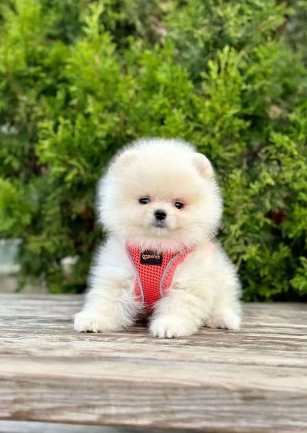 Safkan Pomeranian Boo Bebekler