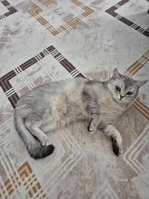 Ücretsiz 8 Aylik British Shorthair