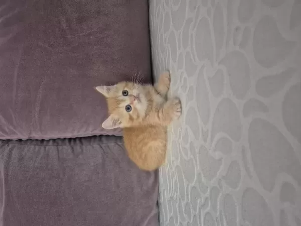 Ücretsiz Sahiplen British Shorthair Erkek