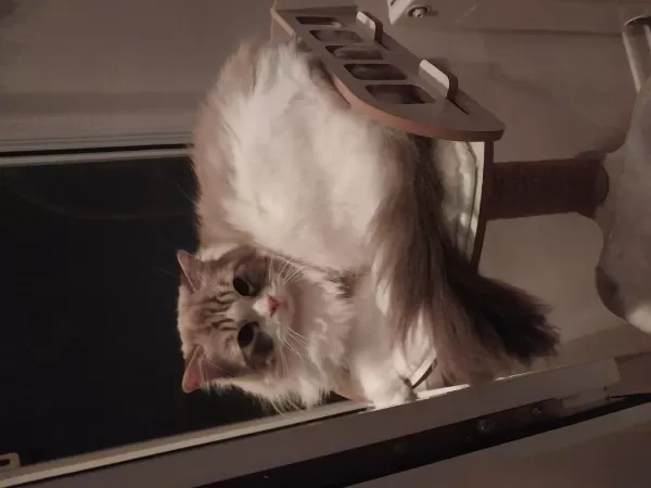 Ragdoll Erkek 4 Yaşında Kısır Şecereli
