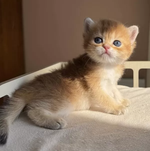 Ny11 Ny12 Mükemmel Kalite Golden British Shorthair