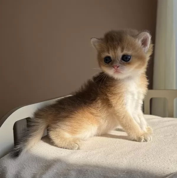 Ny11 Ny12 Mükemmel Kalite Golden British Shorthair