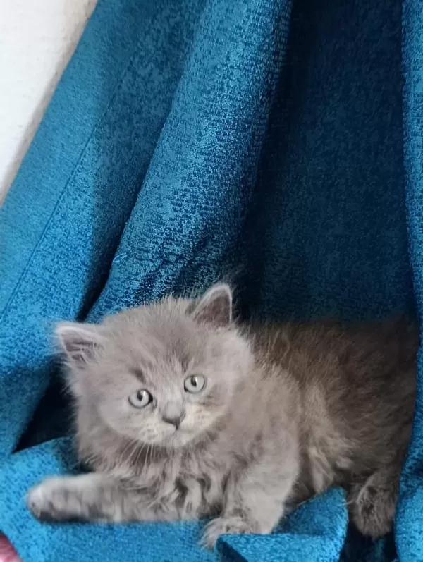 British Shorthair Yavrularımız