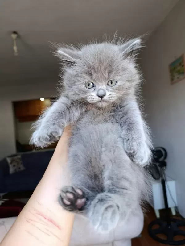 British Shorthair Yavrularımız