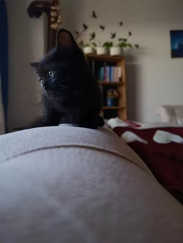 British Shorthair Yavrularımız
