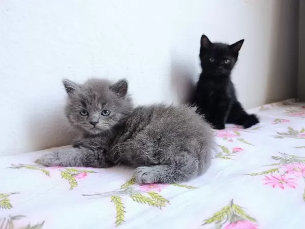 British Shorthair Yavrularımız