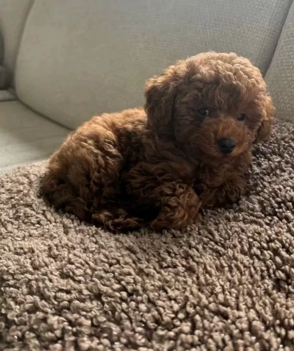 Toy Poodle Kore Yavrularımız Orjinal Teacup