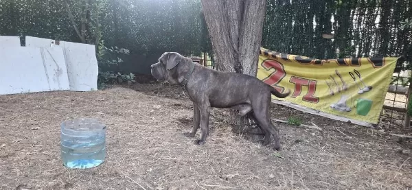 Cane Corso Blue Köpeğimiz