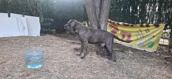Cane Corso Blue Köpeğimiz