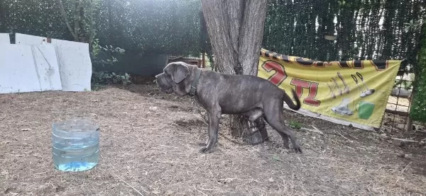 Cane Corso Blue Köpeğimiz