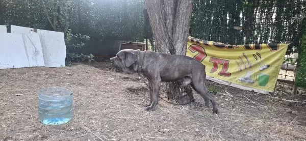 Cane Corso Blue Köpeğimiz