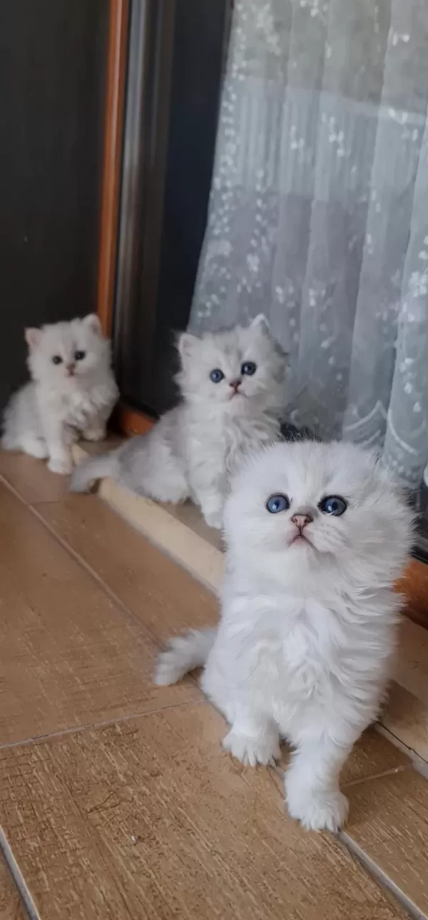 50 Günlük Kediler Görüşülür
