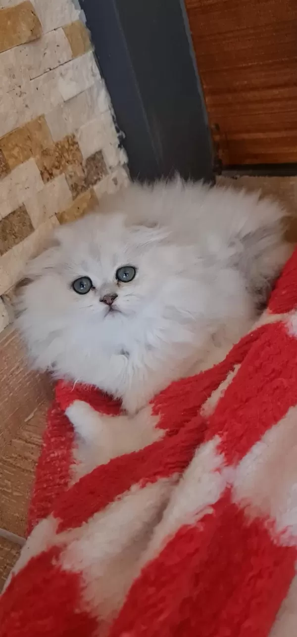 50 Günlük Kediler Görüşülür