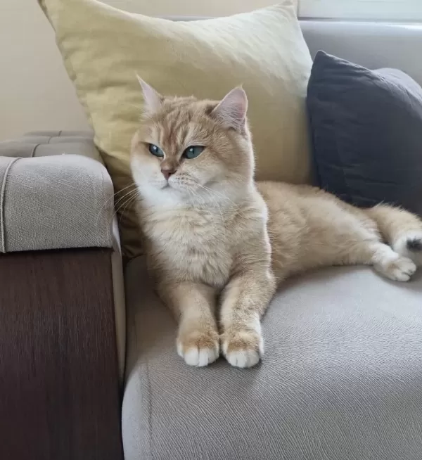Sağlıklı Safkan Kedilerim