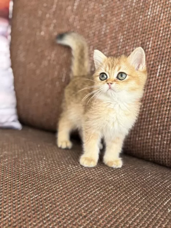 Efsane Güzellikte British Shorthair Bebekler