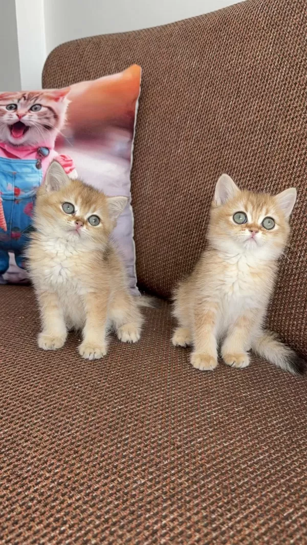 Efsane Güzellikte British Shorthair Bebekler