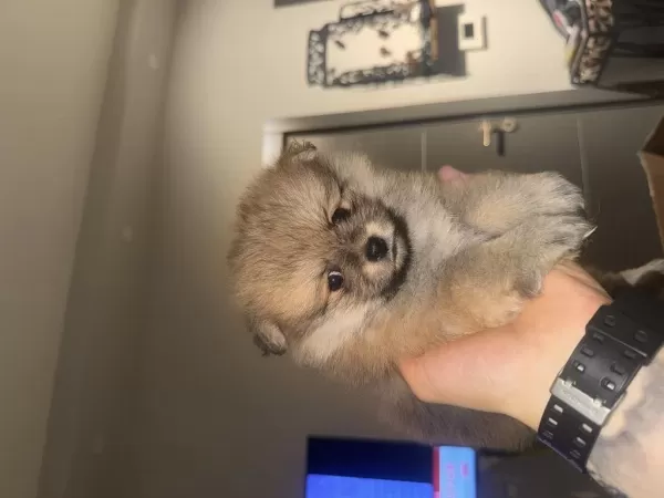 Pomeranian Köpeğimiz
