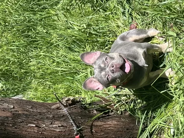 Kral French Bulldog Oğlum Satiliktir