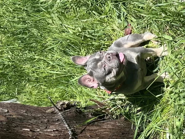 Kral French Bulldog Oğlum Satiliktir