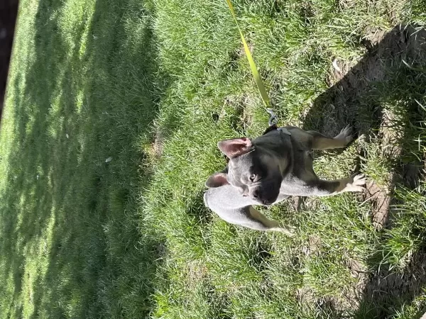 Kral French Bulldog Oğlum Satiliktir