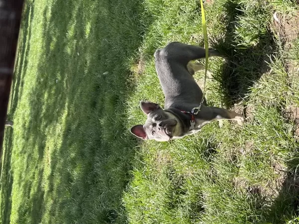 Kral French Bulldog Oğlum Satiliktir