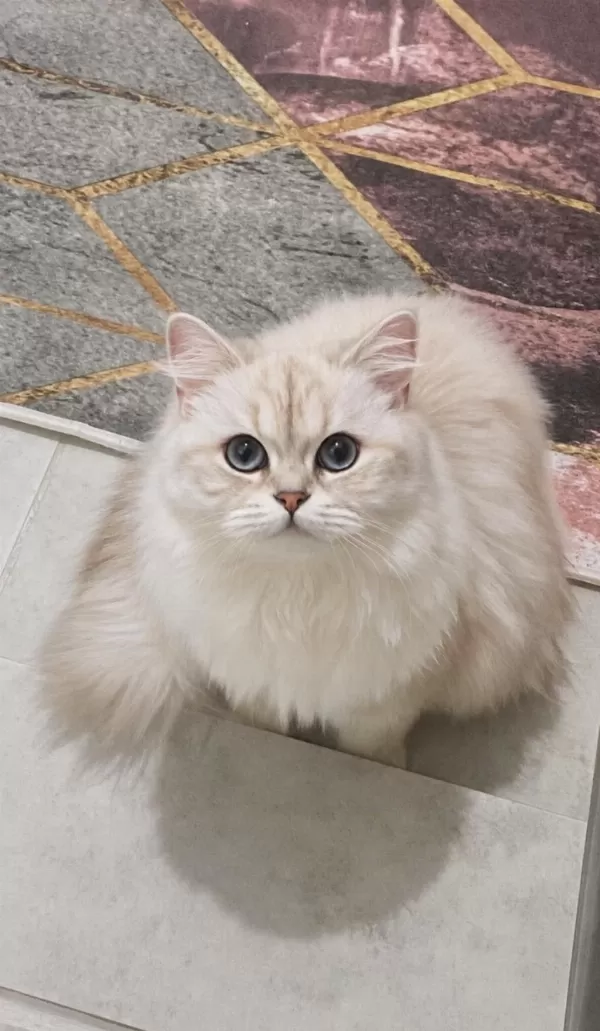 1 Yaşında Dişi Güzeller Güzeli Kedimiz