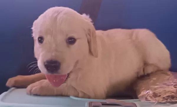 Safkan Golden Retriever Yavrularımız