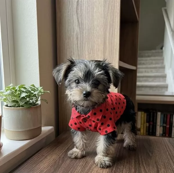Yorkshire Terrier Yavruları