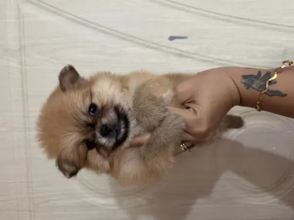 Tatlı Pomeranian Ayıcıklar
