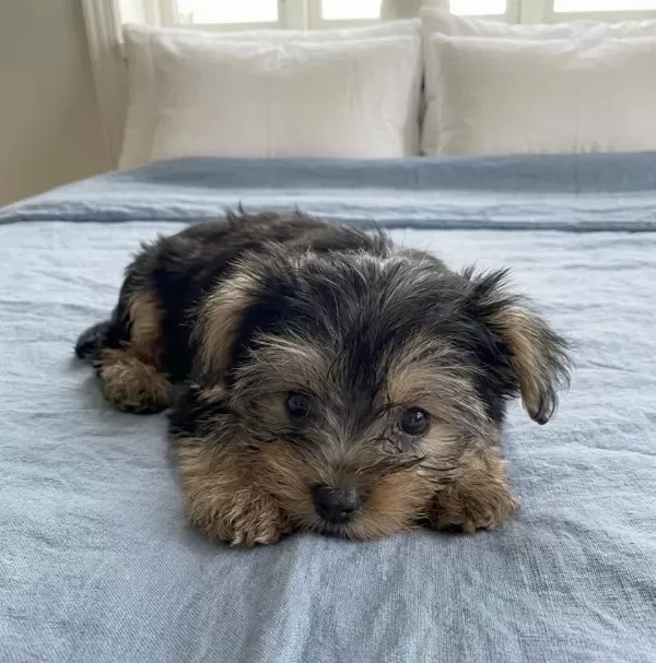 Dişi Erkek Yorkshire Terrier