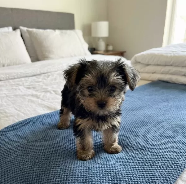 Dişi Erkek Yorkshire Terrier
